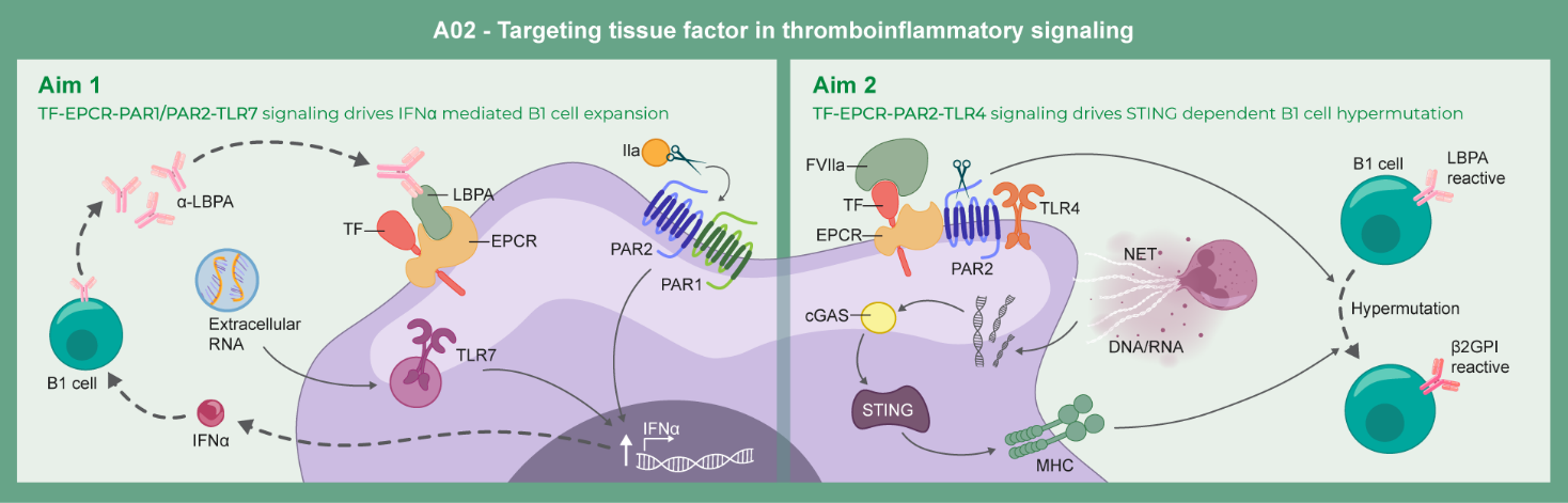 Graphical abstract of project A02: Targeting tissue factor in thromboinflammatory signalling