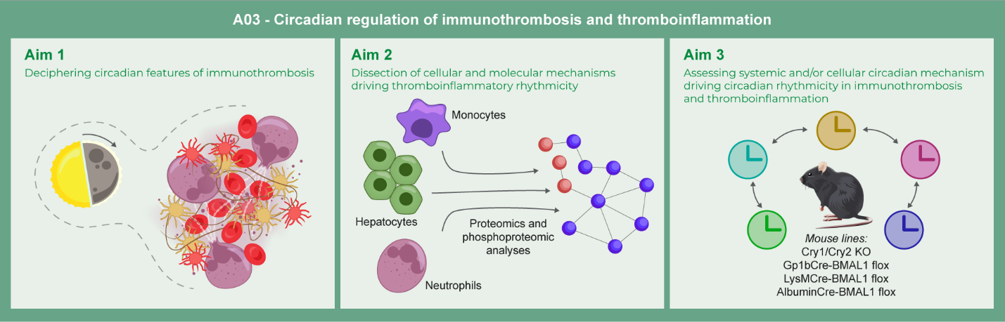 Graphical abstract of project A03: Circadian regulation of immunothrombosis and thromboinflammation