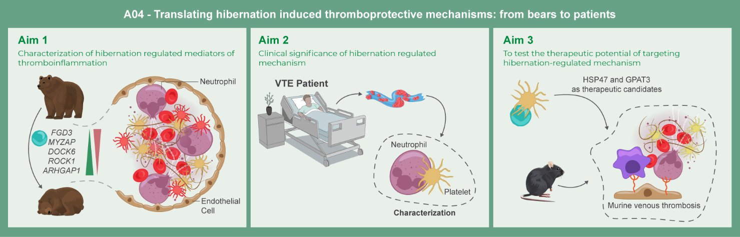 Graphical abstract of project A04: Translating hibernation-induced thromboprotective mechanisms: from bears to patients