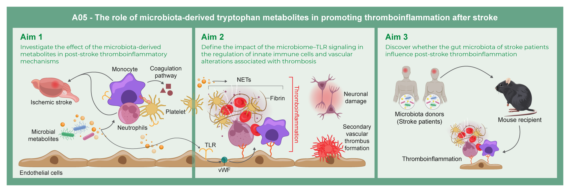 Graphical abstract of project A05: The role of microbiota-derived tryptophan metabolites in promoting thromboinflammation after stroke