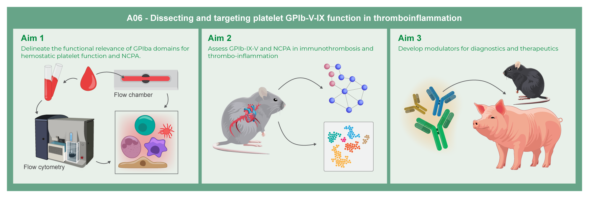 Graphical abstract of project A06: Dissecting and targeting platelet GPIb-V-IX function in thrombo-inflammation