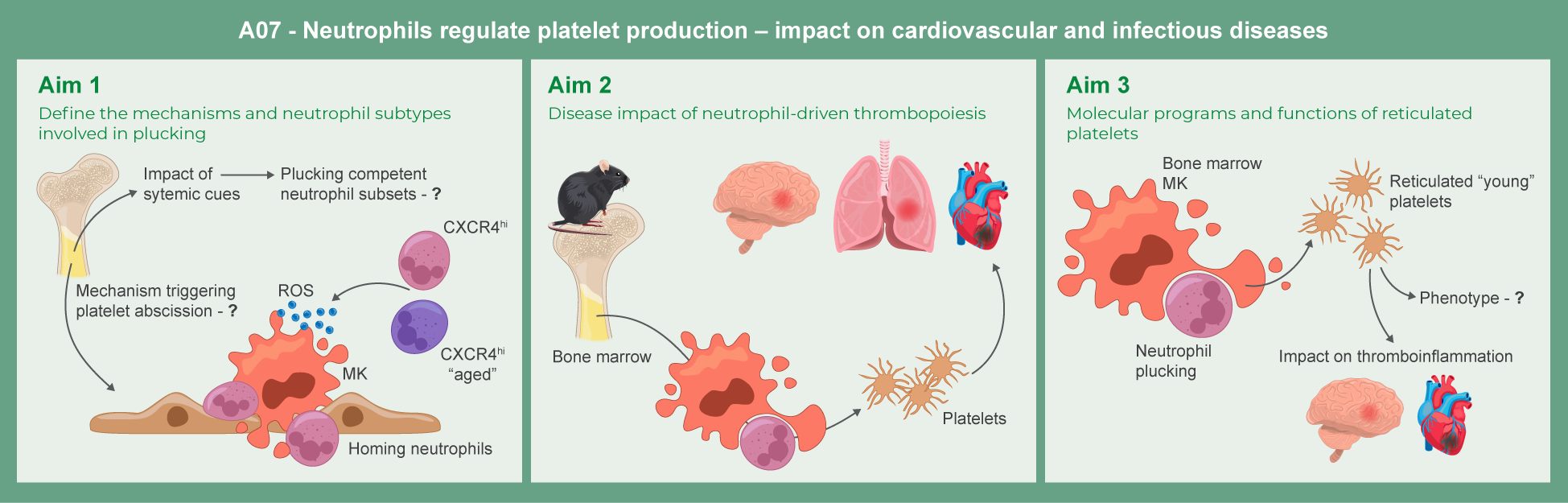 Graphical abstract of project A07: Neutrophils regulate platelet production – impact on cardiovascular and infectious diseases