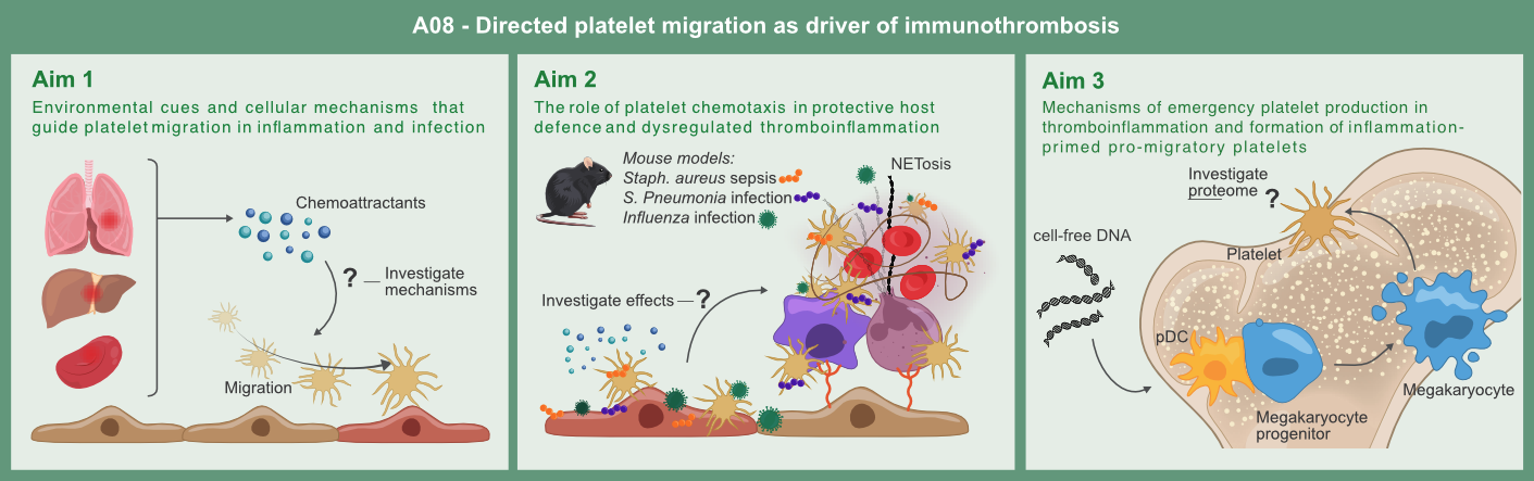 Graphical abstract of project A08: Directed platelet migration as driver of immunothrombosis