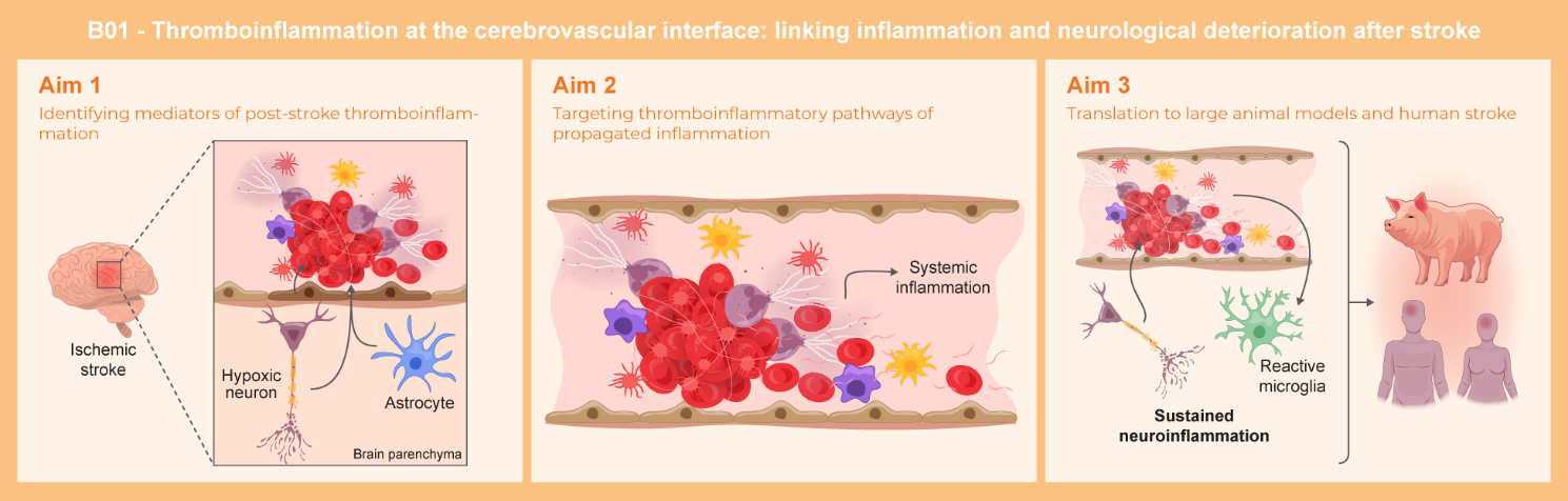 Graphical abstract of project B01: Thromboinflammation at the cerebrovascular interface: linking inflammation and neurological deterioration after stroke
