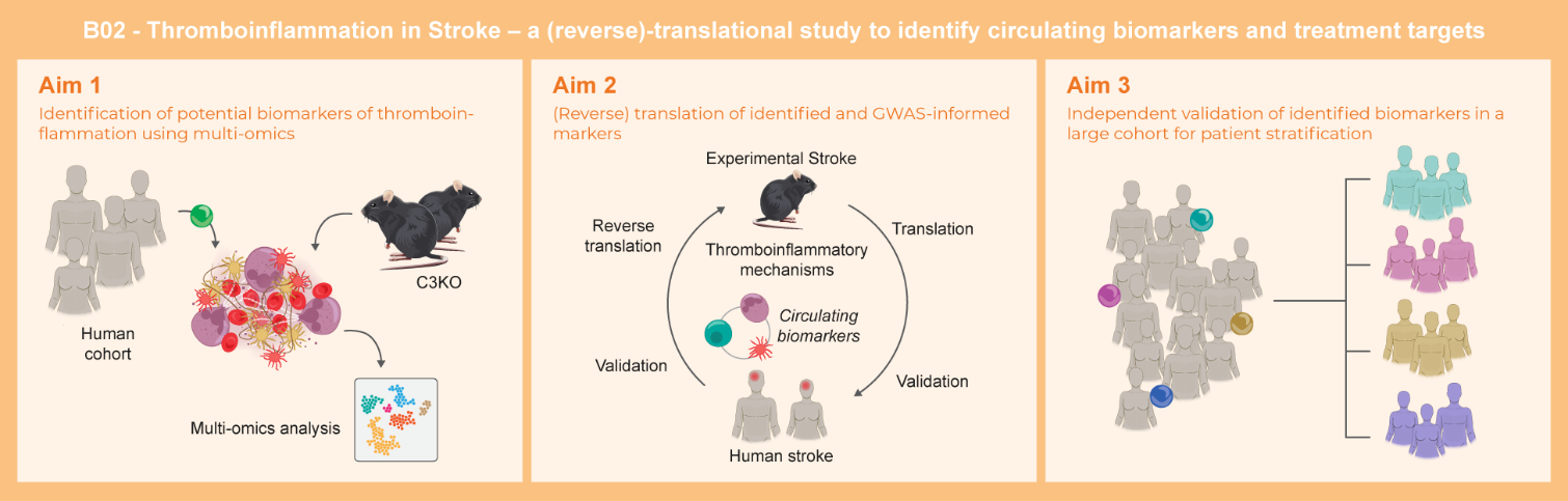 Graphical abstract of project B02: Thromboinflammation in stroke – a (reverse)-translational study to identify circulating biomarkers and treatment targets
