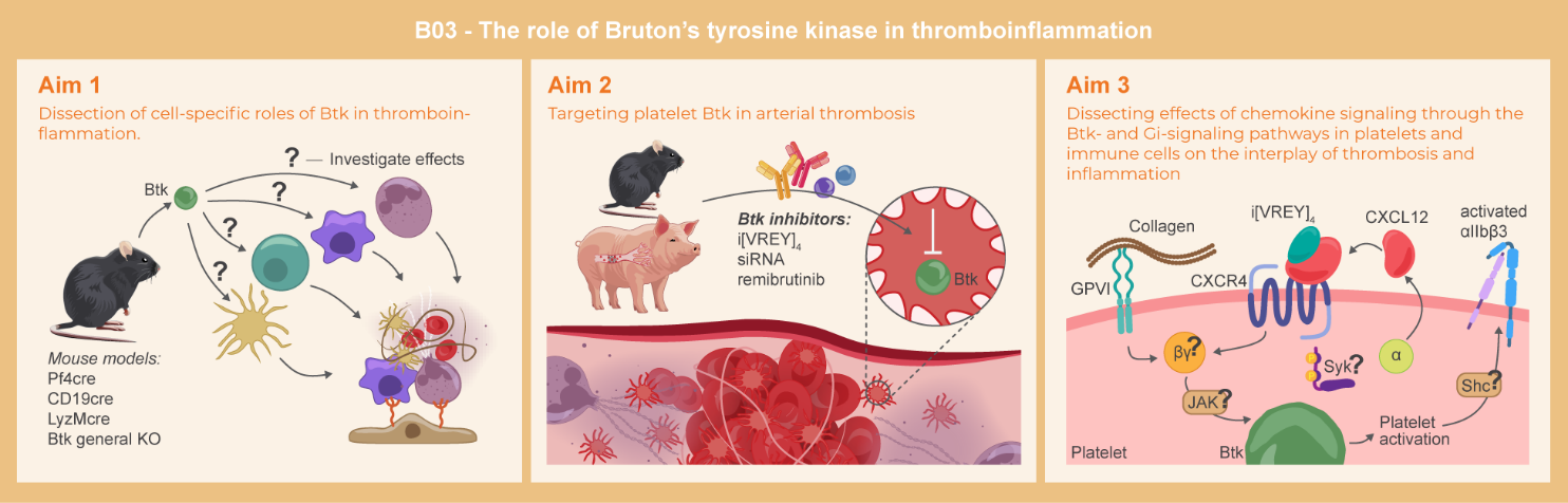 Graphical abstract of project B03: The role of Bruton's tyrosine kinase in thromboinflammation