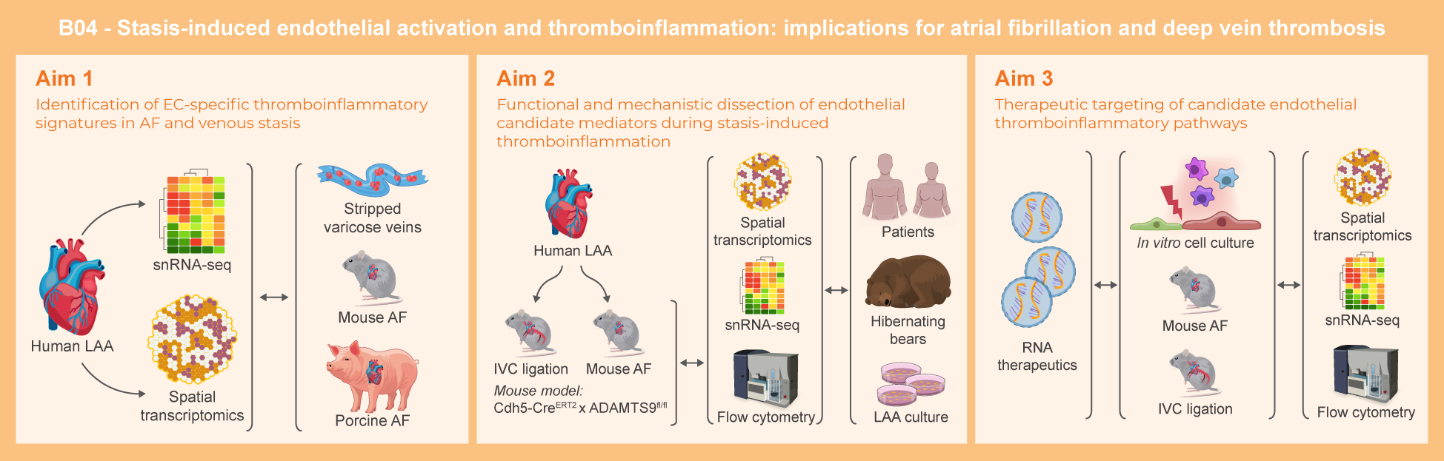 Graphical abstract of project B04: Stasis-induced endothelial activation and thromboinflammation: implications for atrial fibrillation and venous thrombosis