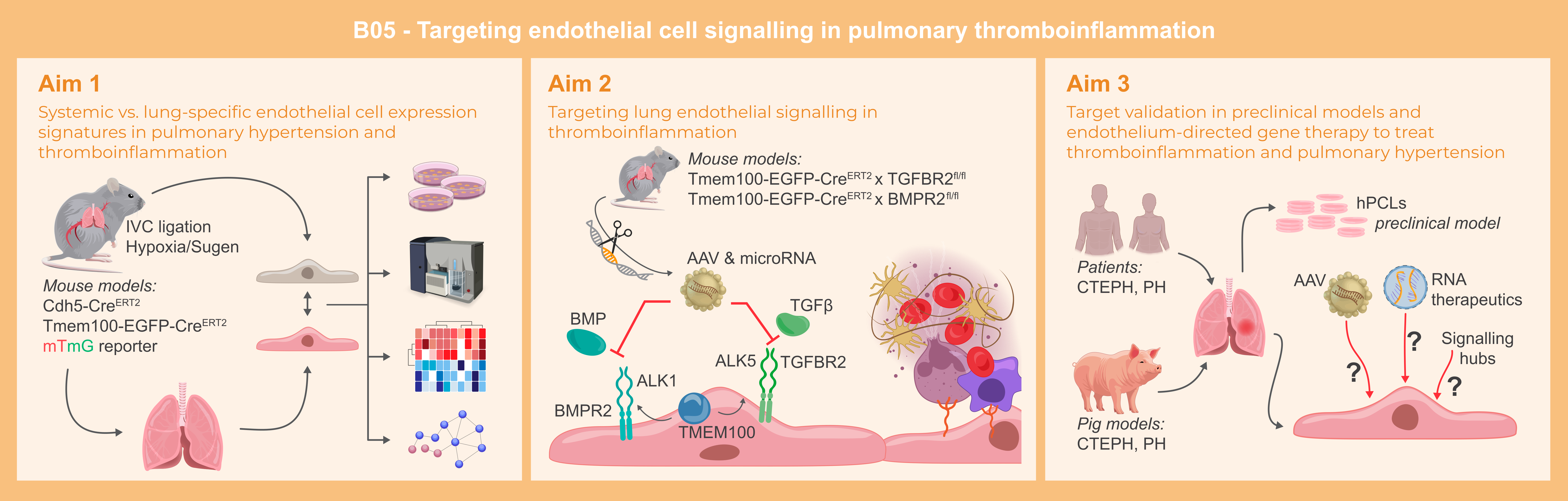 Graphical abstract of project B05: Endothelial cell signalling in thromboinflammation