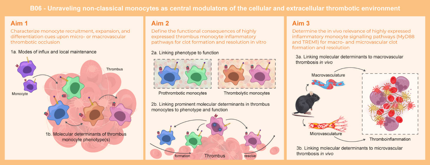 Graphical abstract of project B06: Non-classical monocytes as local orchestrators of the thrombotic milieu during the transition from thrombus formation to resolution