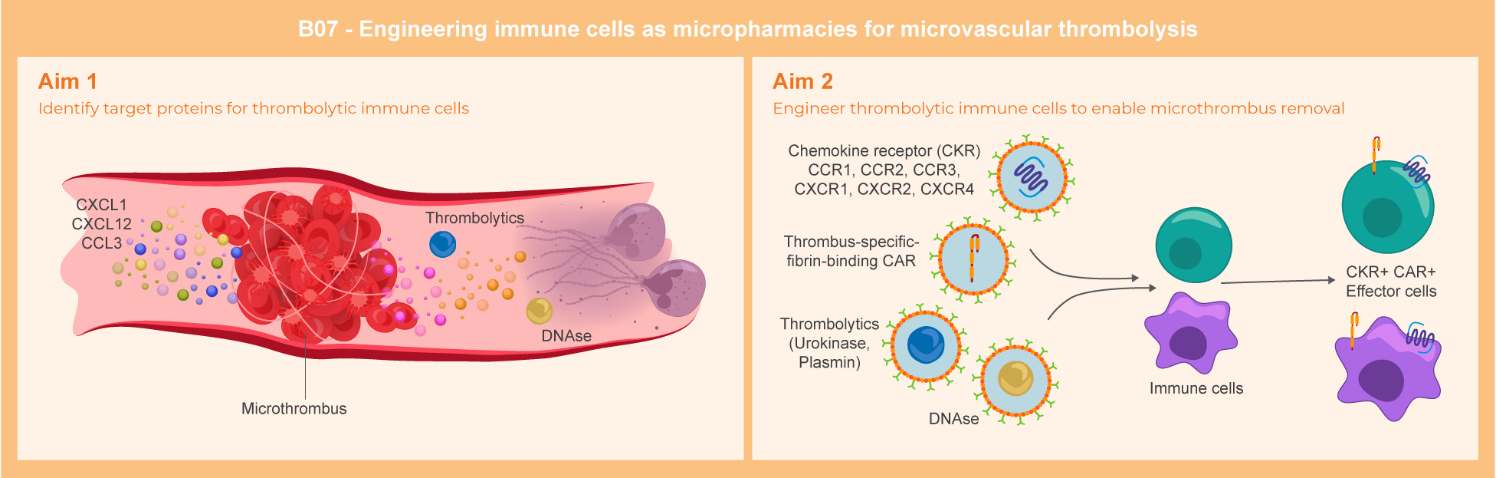 Graphical abstract of project B07: Engineering immune cells as micropharmacies for microvascular thrombolysis