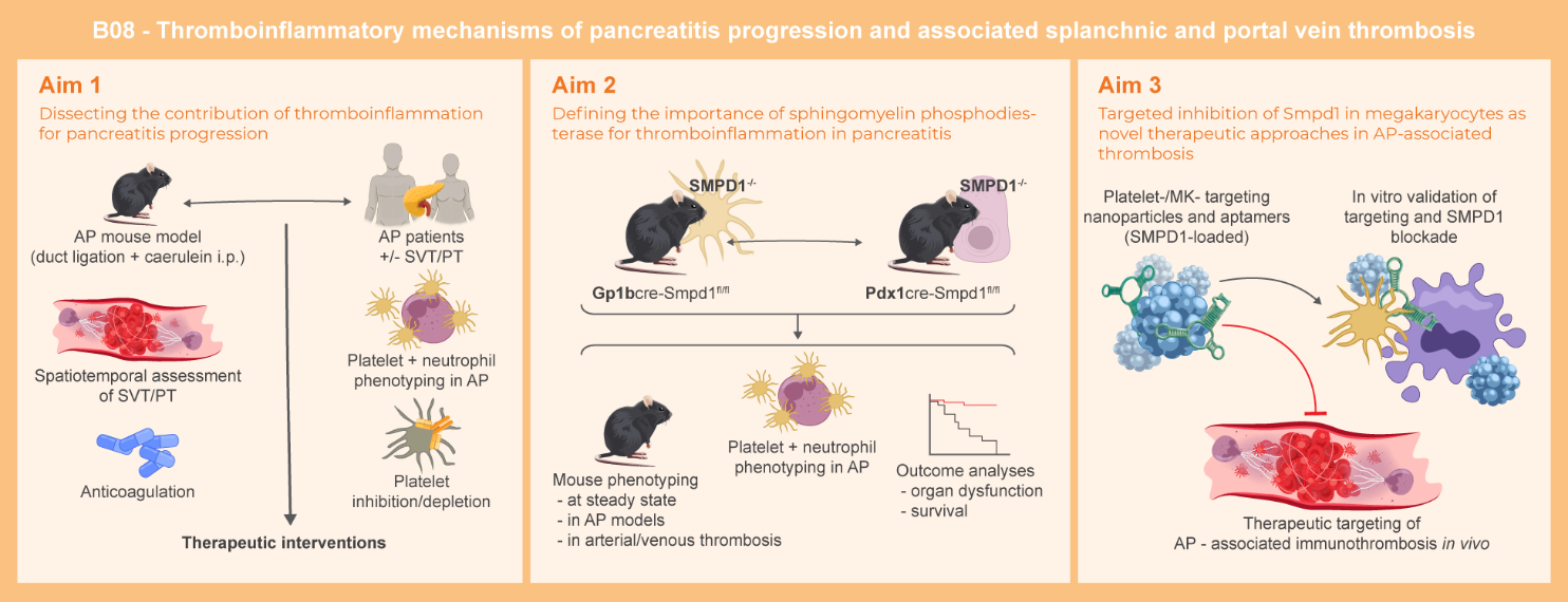 Graphical abstract of project B08: Thromboinflammatory mechanisms of pancreatitis progression and associated splanchnic and portal vein thrombosis