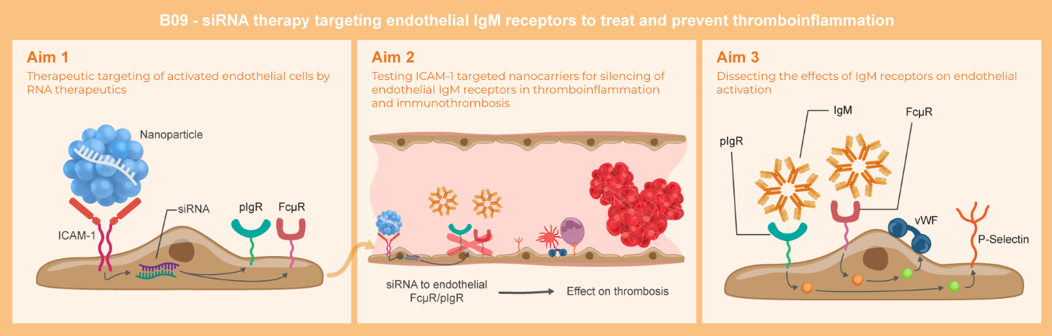 Graphical abstract of project B09: siRNA therapy targeting endothelial IgM receptors to treat and prevent thromboinflammation
