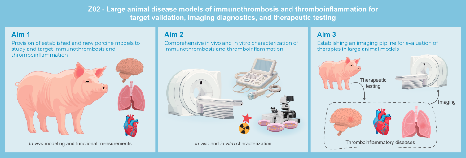Graphical abstract of project Z02: Large animal disease models of immunothrombosis and thromboinflammation for target validation, imaging diagnostics, and therapeutic testing